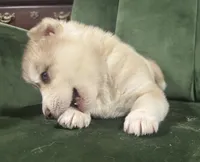 No name, a male Siberian Husky for sale in Clemmons, NC – 3 of 3