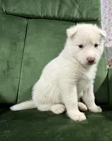 No name, a male Siberian Husky for sale in Clemmons, NC – 2 of 3