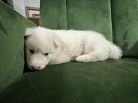 No name, a male Siberian Husky for sale in Clemmons, NC – 3 of 3