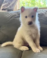 Draco, a male Siberian Husky for sale in Clemmons, NC – 2 of 3