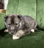 No name , a male Siberian Husky for sale in Clemmons, NC – 2 of 3