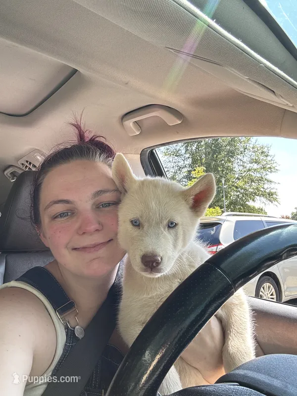 Mischief  – Siberian Husky puppy for sale in Clemmons, NC