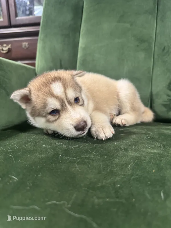 No name – Siberian Husky puppy for sale in Clemmons, NC