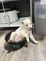 Mischief , a male Siberian Husky for sale in Clemmons, NC – 3 of 3