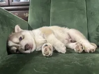 No name, a male Siberian Husky for sale in Clemmons, NC – 3 of 3