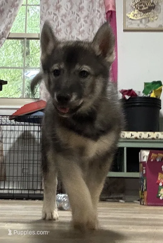 Suki  – Siberian Husky puppy for sale in Clemmons, NC