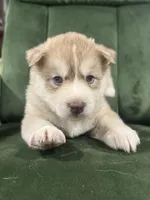 No name, a male Siberian Husky for sale in Clemmons, NC – 2 of 3