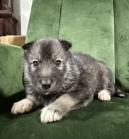 No name , a male Siberian Husky for sale in Clemmons, NC – 3 of 3