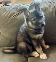 Suki , a male Siberian Husky for sale in Clemmons, NC – 3 of 3