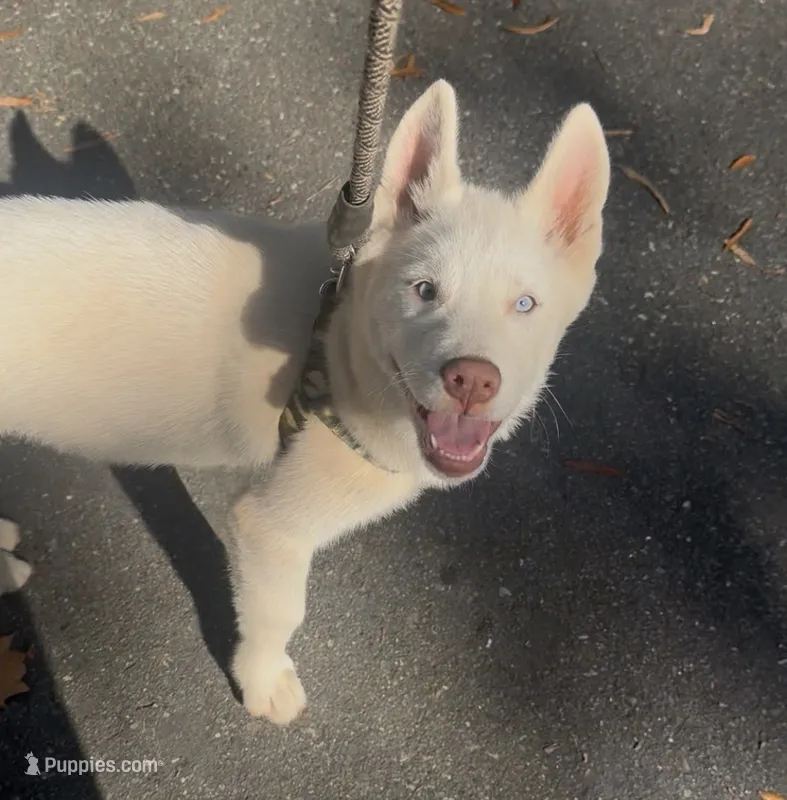 Mischief  – Siberian Husky puppy for sale in Clemmons, NC