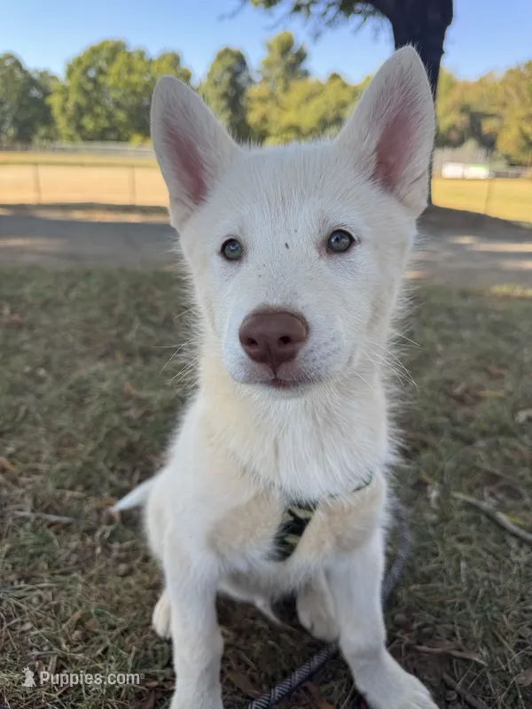 Draco – Siberian Husky puppy for sale in Clemmons, NC