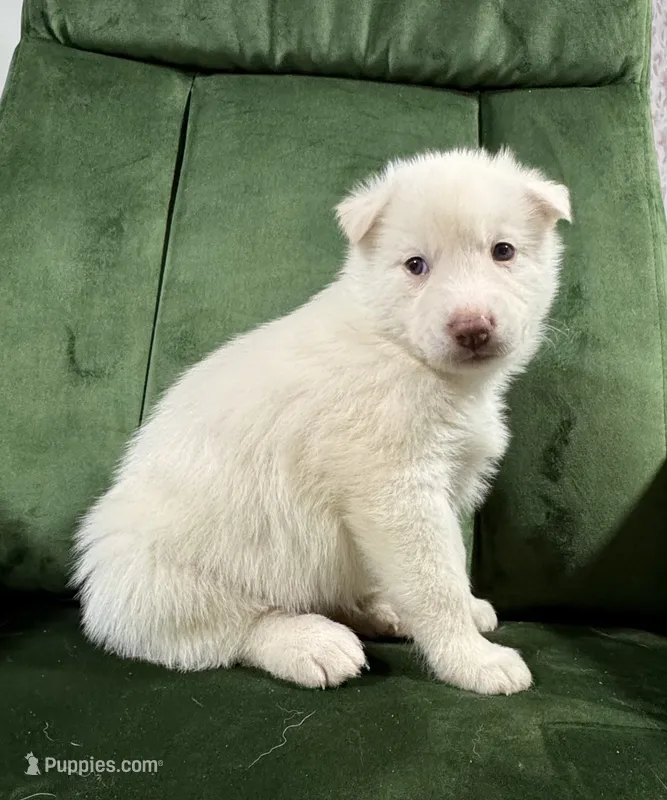 No name – Siberian Husky puppy for sale in Clemmons, NC