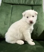No name, a male Siberian Husky for sale in Clemmons, NC – 1 of 3