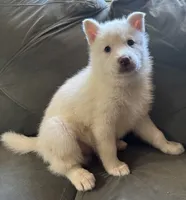 Draco, a male Siberian Husky for sale in Clemmons, NC – 3 of 3