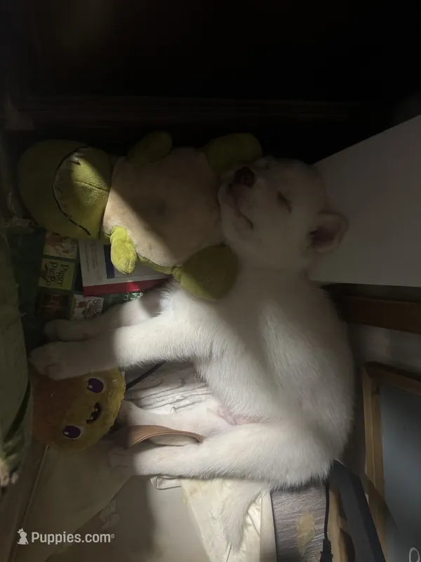 Draco – Siberian Husky puppy for sale in Clemmons, NC