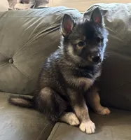 Suki , a male Siberian Husky for sale in Clemmons, NC – 2 of 3