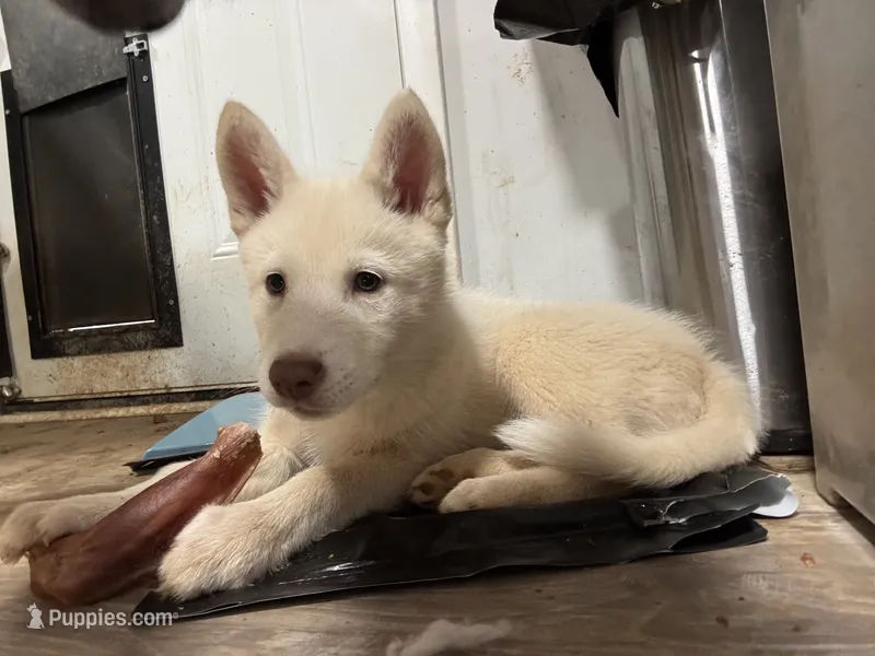 Draco – Siberian Husky puppy for sale in Clemmons, NC