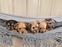 Pumpkin, a male Morkie for sale in Chandler, OK – 3 of 4