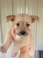 Peanut, a male Morkie for sale in Chandler, OK – 1 of 4