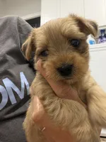 Molly, a female Morkie for sale in Chandler, OK – 2 of 7
