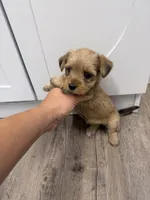Molly, a female Morkie for sale in Chandler, OK – 3 of 7