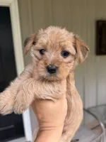 Molly, a female Morkie for sale in Chandler, OK – 1 of 7