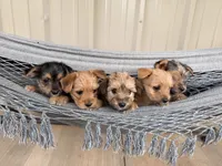 Molly, a female Morkie for sale in Chandler, OK – 5 of 7