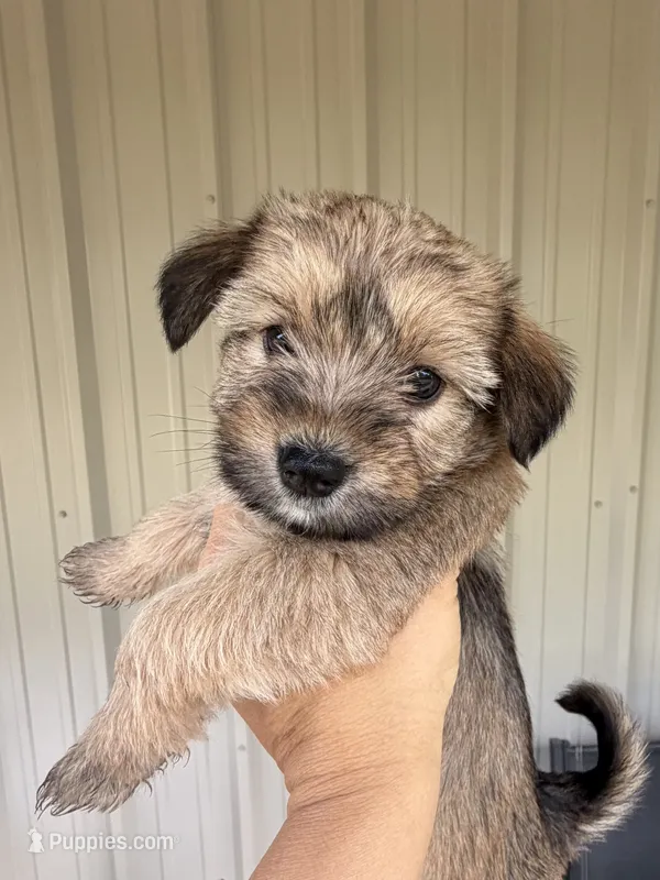 Pumpkin – Morkie puppy for sale in Chandler, OK