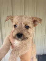 Peanut, a male Morkie for sale in Chandler, OK – 2 of 4