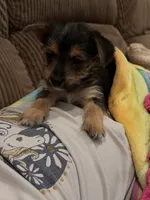 Mogli, a male Morkie for sale in Chandler, OK – 2 of 4