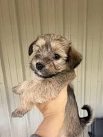 Pumpkin, a male Morkie for sale in Chandler, OK – 2 of 4