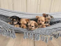 Peanut, a male Morkie for sale in Chandler, OK – 3 of 4