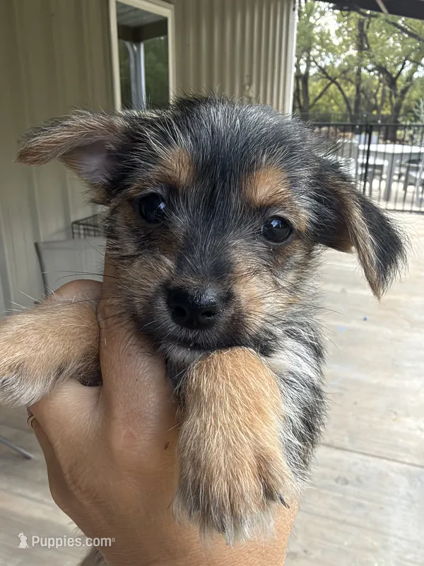 Mogli – Morkie puppy for sale in Chandler, OK