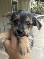 Mogli, a male Morkie for sale in Chandler, OK – 1 of 4