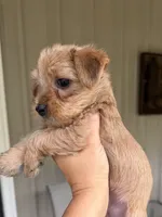 Molly, a female Morkie for sale in Chandler, OK – 4 of 7