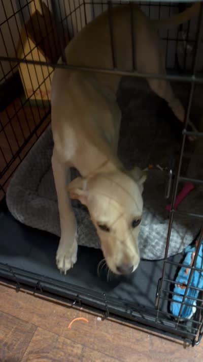 Bella, a female Labrador Retriever for sale in Screven, GA – 3 of 3