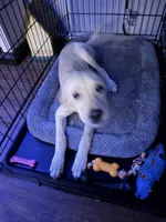 Bella, a female Labrador Retriever for sale in Screven, GA – 2 of 2