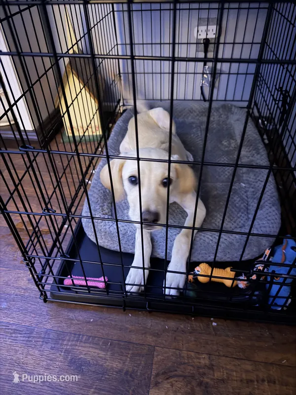 Bella – Labrador Retriever puppy for sale in Screven, GA