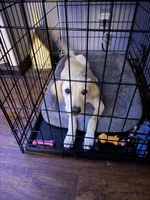 Bella, a female Labrador Retriever for sale in Screven, GA – 1 of 2