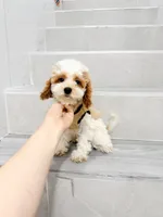 maggie, a female Cavapoo for sale in New York City, NY – 6 of 10