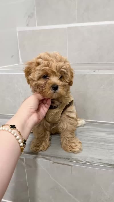 Jason, a male Maltipoo for sale in New York City, NY – 10 of 10