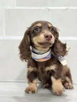 dachshund 1, a male Miniature Dachshund for sale in New York City, NY – 6 of 10