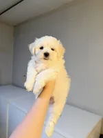 jackson, a male Maltipom for sale in Mayfield, KY – Photo 3 of 3