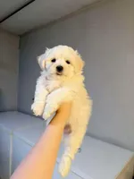 jackson, a male Maltipom for sale in Mayfield, KY – Photo 1 of 3