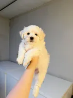 jackson, a male Maltipom for sale in Mayfield, KY – Photo 2 of 3