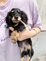 milk, a male Miniature Dachshund for sale in New York City, NY – 2 of 9
