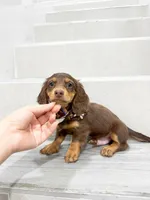 dachshund 3, a male Miniature Dachshund for sale in New York City, NY – 5 of 10