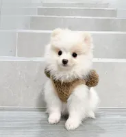 bobo, a male Pomeranian for sale in New York City, NY – Photo 3 of 10