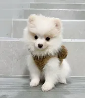 bobo, a male Pomeranian for sale in New York City, NY – Photo 2 of 10