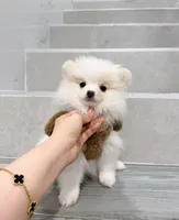 bobo, a male Pomeranian for sale in New York City, NY – Photo 6 of 10